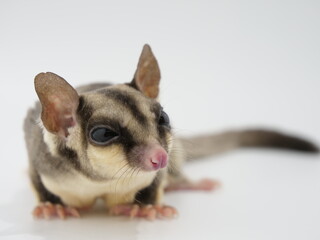 何かを見つめるフクロモモンガ