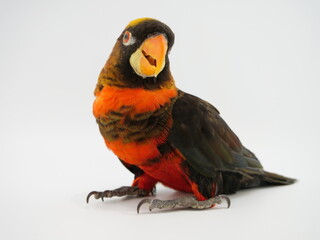 1羽のコシジロインコ