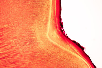 Tooth development from human under microscope view for education.
