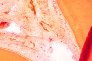 Fototapeta premium Tooth development from human under microscope view for education. 