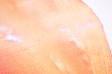 Fototapeta premium Tooth development from human under microscope view for education. 