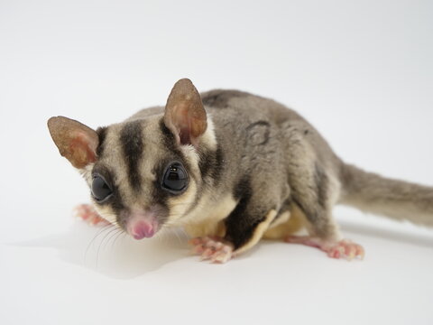 飛ぶモモンガ の画像 379 件の Stock 写真 ベクターおよびビデオ Adobe Stock