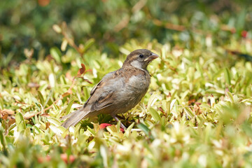 close up of bird with defocused background