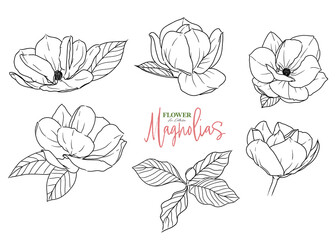 Set of isolated magnolia ihand drawn flower vector illustration