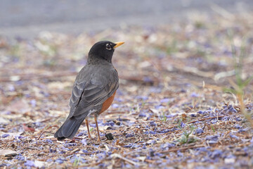 close up of bird with defocused background