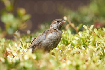 close up of bird with defocused background