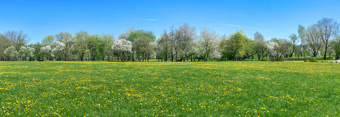 sunny day in spring park with blossoming trees and a green lawn with yellow dandelions