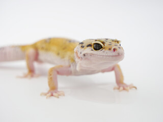 アダルトサイズのヒョウモントカゲモドキ