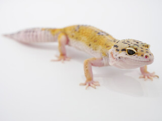 Naklejka premium 1匹のレオパ