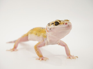 1匹のレオパードゲッコー