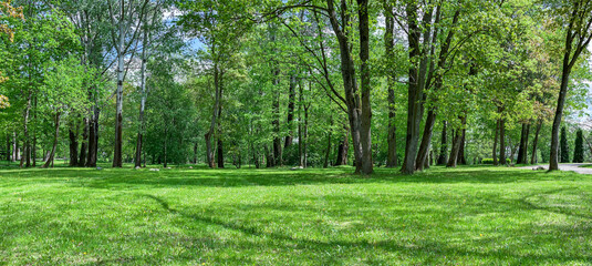 malerische Parklandschaft mit großen Bäumen und grüner Lichtung. Panoramablick am sonnigen Frühlingstag. © Mr Twister