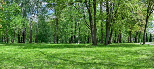 malerische Parklandschaft mit großen Bäumen und grüner Lichtung. Panoramablick am sonnigen Frühlingstag. © Mr Twister