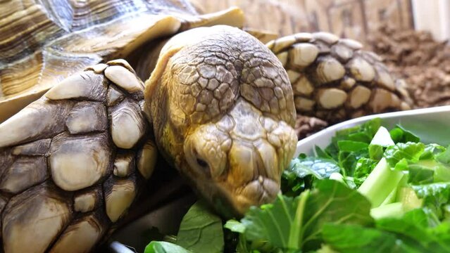 緑の葉っぱを食べるリクガメ