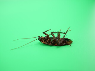 ひっくり返っているクロゴキブリの死体