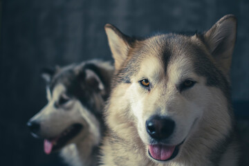 Funny portrait of two cute dogs. Lovely Alaskan Malamute siblings in the indoors. Doggy family in a room. Selective focus on the details, blurred background.