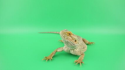 上を見上げるフトアゴヒゲトカゲ