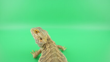 後ろから見たフトアゴヒゲトカゲ