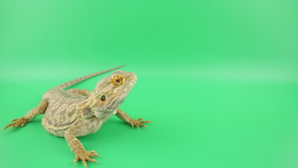 フトアゴヒゲトカゲの横顔