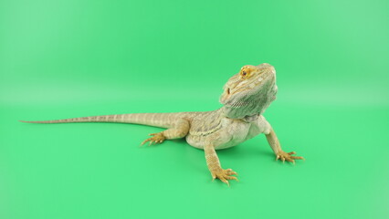 アダルトサイズのフトアゴヒゲトカゲ