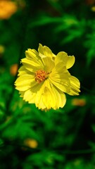 Cosmos sulphureus or yellow cosmos blooming in summer season.