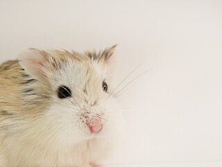 ロボロフスキーハムスターの顔のアップ