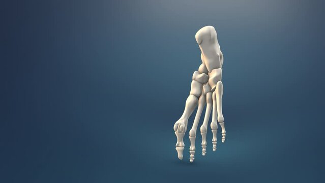 Human foot bone medical background