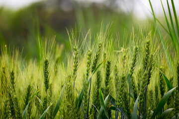 Wheat growing in the wheat field.
