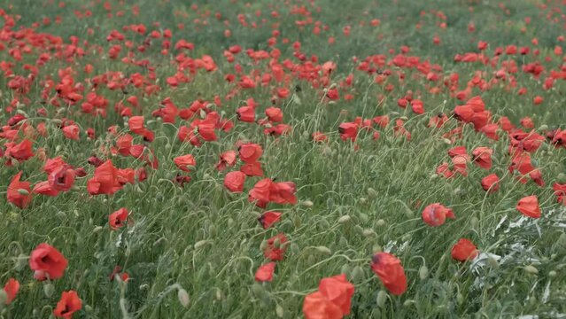 Nature concept Red poppies flowers bloom swaying from wind in meadow close up in national reserve in spring slow motion at sunset in sun lens flares