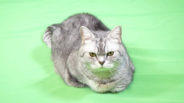 香箱座りで前足が隠れている猫