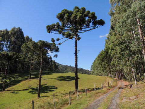 dirth road with eucalyptus trees on the right side and araucarias on the left side