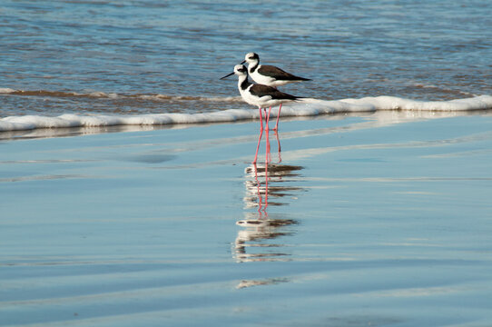 pernilongo de costas brancas in the water