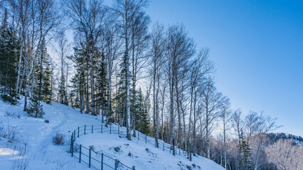 There is a forest growing on the snow-covered hillside. Birch and coniferous trees against the blue sky. A well-trodden path winds through snowdrifts along the fence. Altai. Manzherok