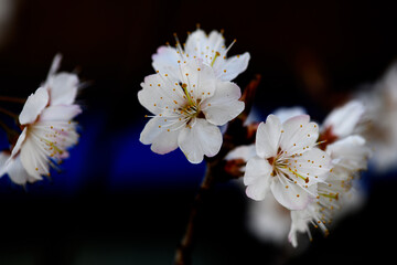 Fototapeta na wymiar 桜 