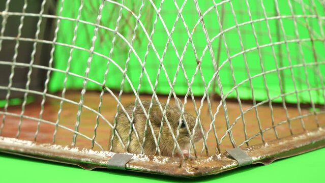 トラップに入っているネズミ