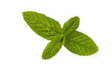 Green fresh mint on the white background