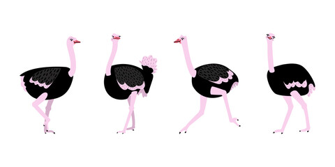 Set of different ostriches on a white background. Vector flat illustration with birds