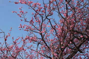 ピンク色の梅の花