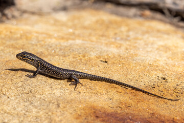 Juvenile White's Skink basking on sandstone rock