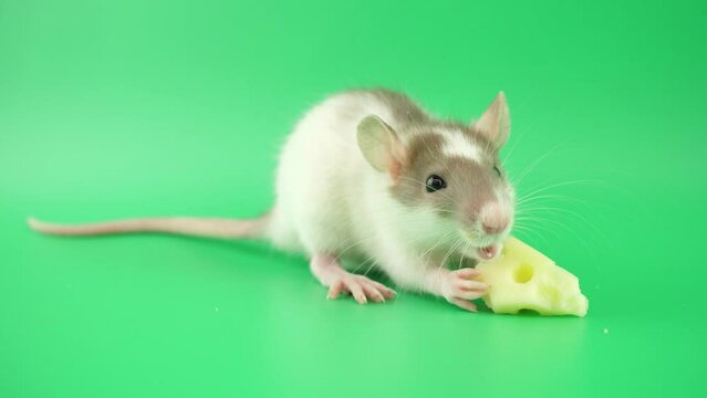 夢中でチーズを食べるラット