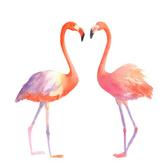 Watercolor illustration of two flamingos isolated on white background. Hand drawn pink tropical bird flamingo
