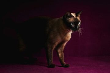 Siamese cat with blue eye sitting on purple background. Thai cat standing  in studio.