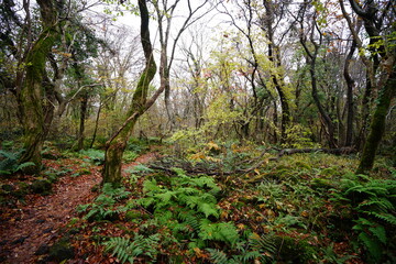 fascinating pathway in autumn forest