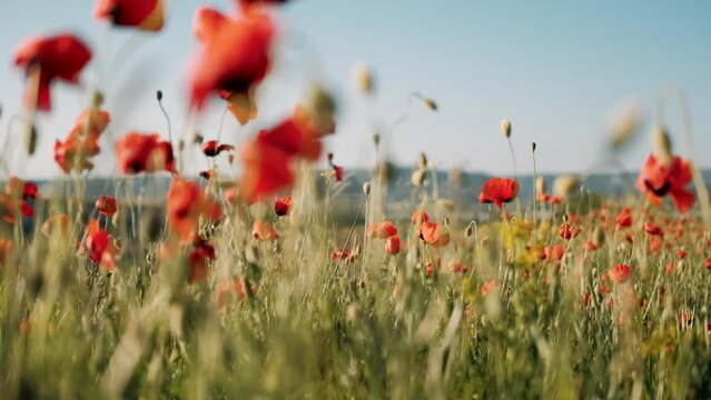 Nature concept Red poppies flowers bloom swaying from wind in meadow close up in national reserve in spring slow motion at sunset in sun lens flares