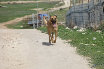 German pinscher dog running in a summer meadow. High quality photo