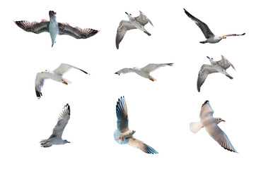 Fototapeta premium Various seagulls species isolated white background
