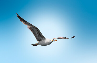 Obraz premium Flying seagull isolated on white and blue background