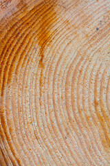 texture of wood