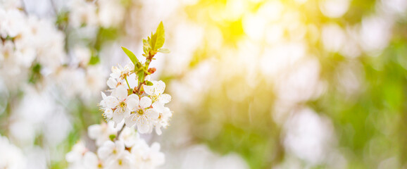 Fototapeta na wymiar Spring banner, branches of a blossoming tree against the blue sky and a ray of sun in nature outdoors. dreamy romantic image of spring, landscape panorama, copy space. Easter background