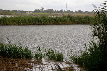 Rural landscape with river shore, reed and heavy rain