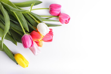 Beautiful, multicolor, spring tulips on white background. Copy space for a text